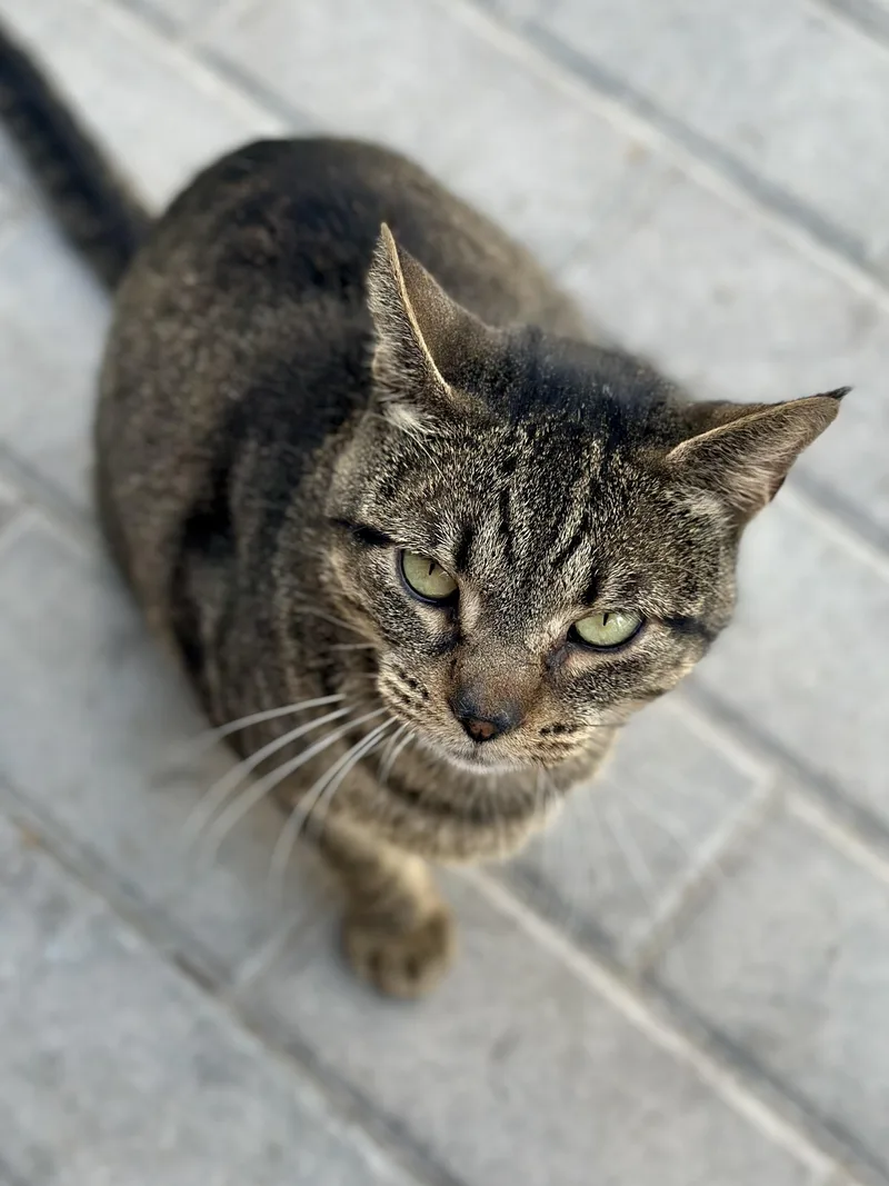 Hobbs