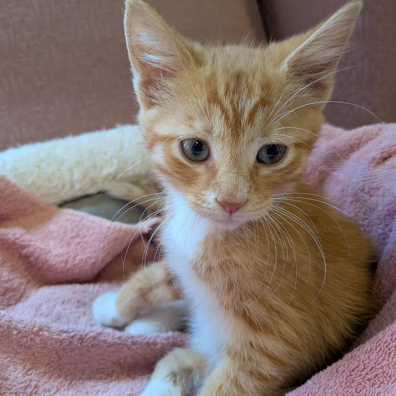 A baby small-sized male Orange / Red Domestic Short Hair cat named Iced Banana Bread Latte for adoption in Fairfax, VA