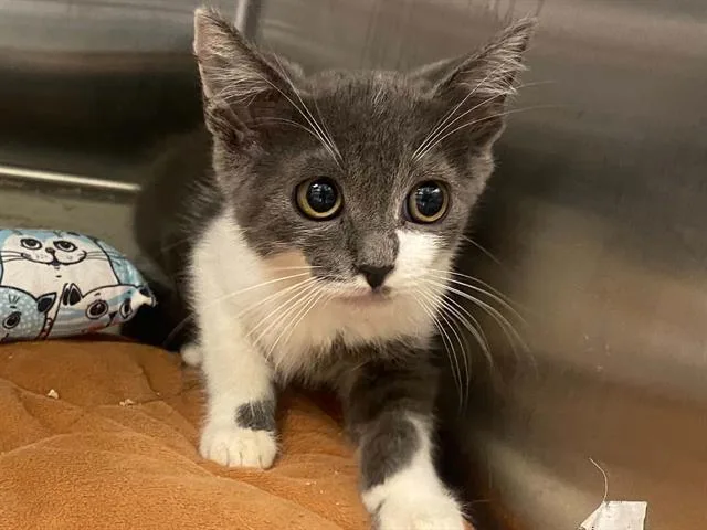 A baby small-sized female Domestic Short Hair cat named Maritza for adoption in Tustin, CA