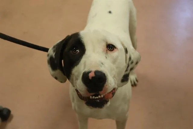 A young medium-sized female Mixed Breed dog named Rixie for adoption in Columbia, SC