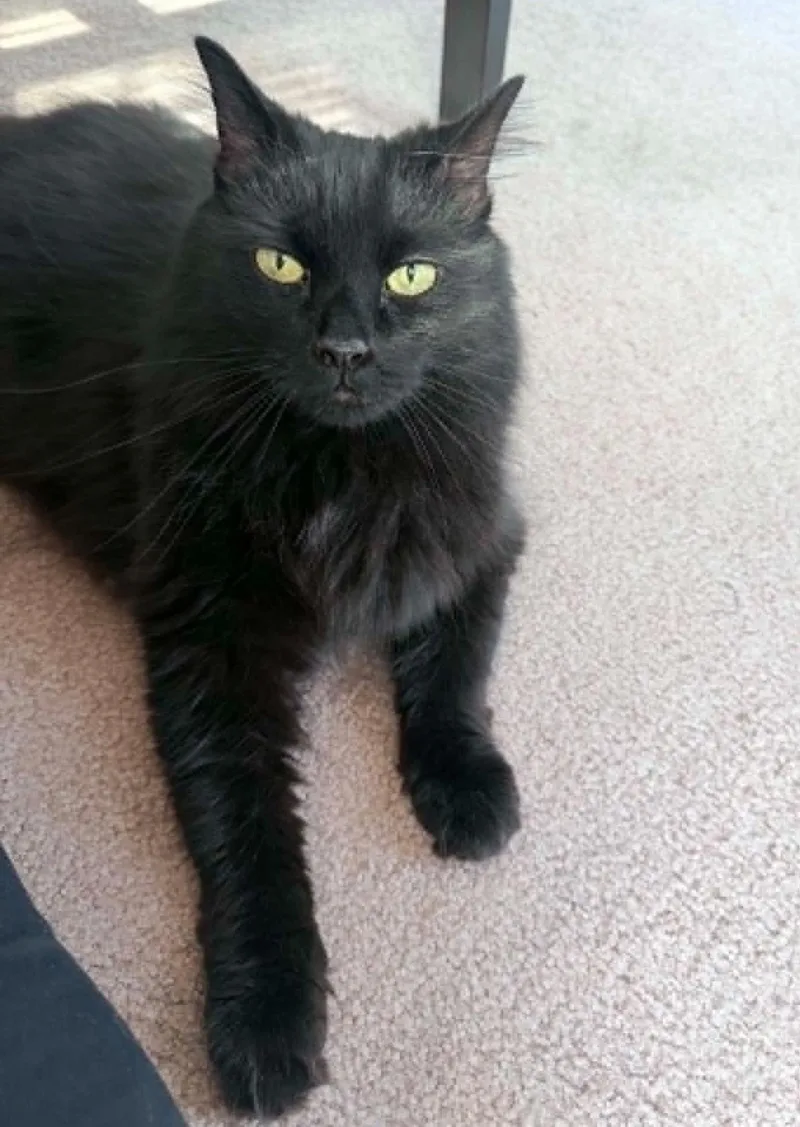 An adult medium-sized female Domestic Long Hair cat named Kiki for adoption in Kennebunk , ME