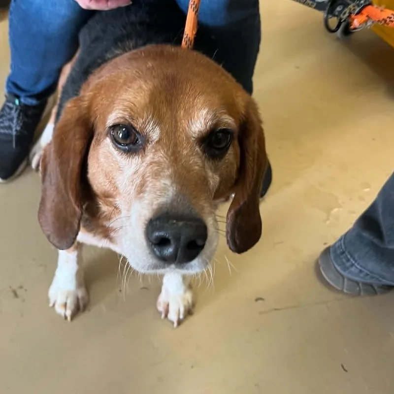 An adult medium-sized male Brown / Chocolate Beagle dog named Mark Rothko  Chino for adoption in Chino Hills, CA