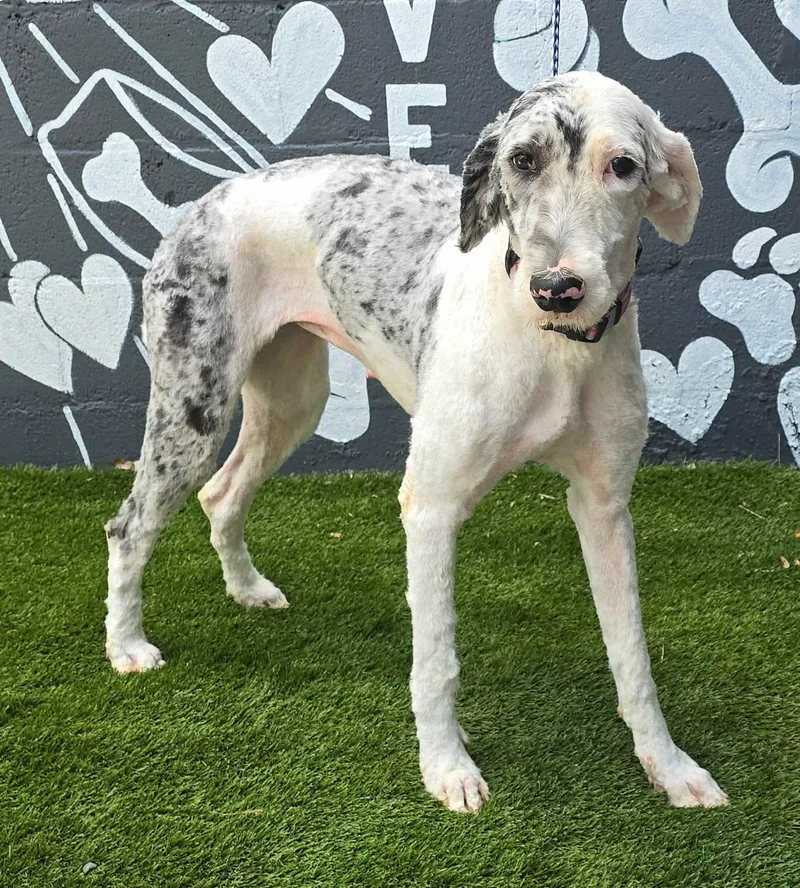A young medium-sized female Merle (Blue) Sheepadoodle dog named Mina for adoption in New York, NY