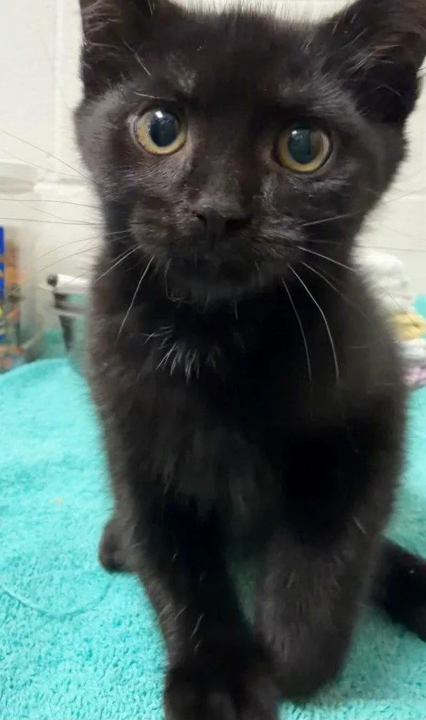 A baby medium-sized female Black Domestic Short Hair cat named Terra for adoption in St. Helens, OR