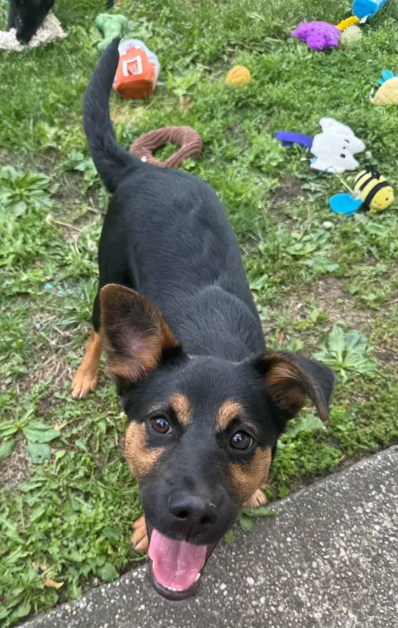A baby medium-sized female Mixed Breed dog named Courtney for adoption in Holbrook, NY