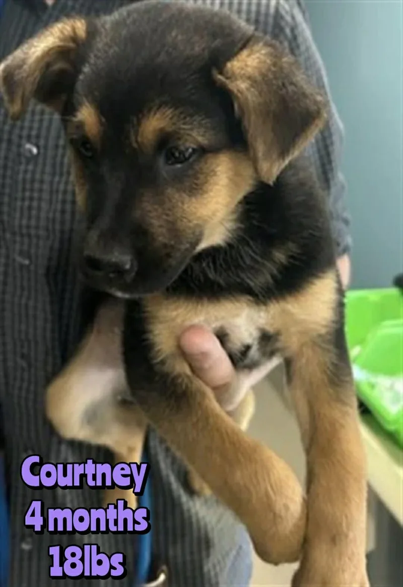 Courtney thumbnail 3