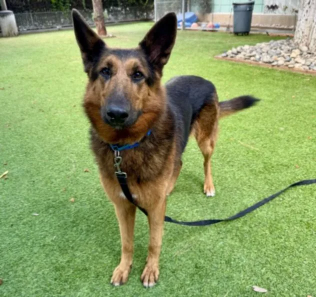 An adult large-sized female German Shepherd Dog dog named Luna for adoption in Van Nuys, CA