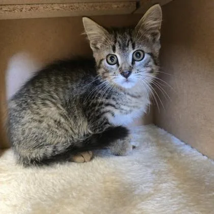 A baby small-sized female Domestic Short Hair cat named Rosy for adoption in Janesville, WI