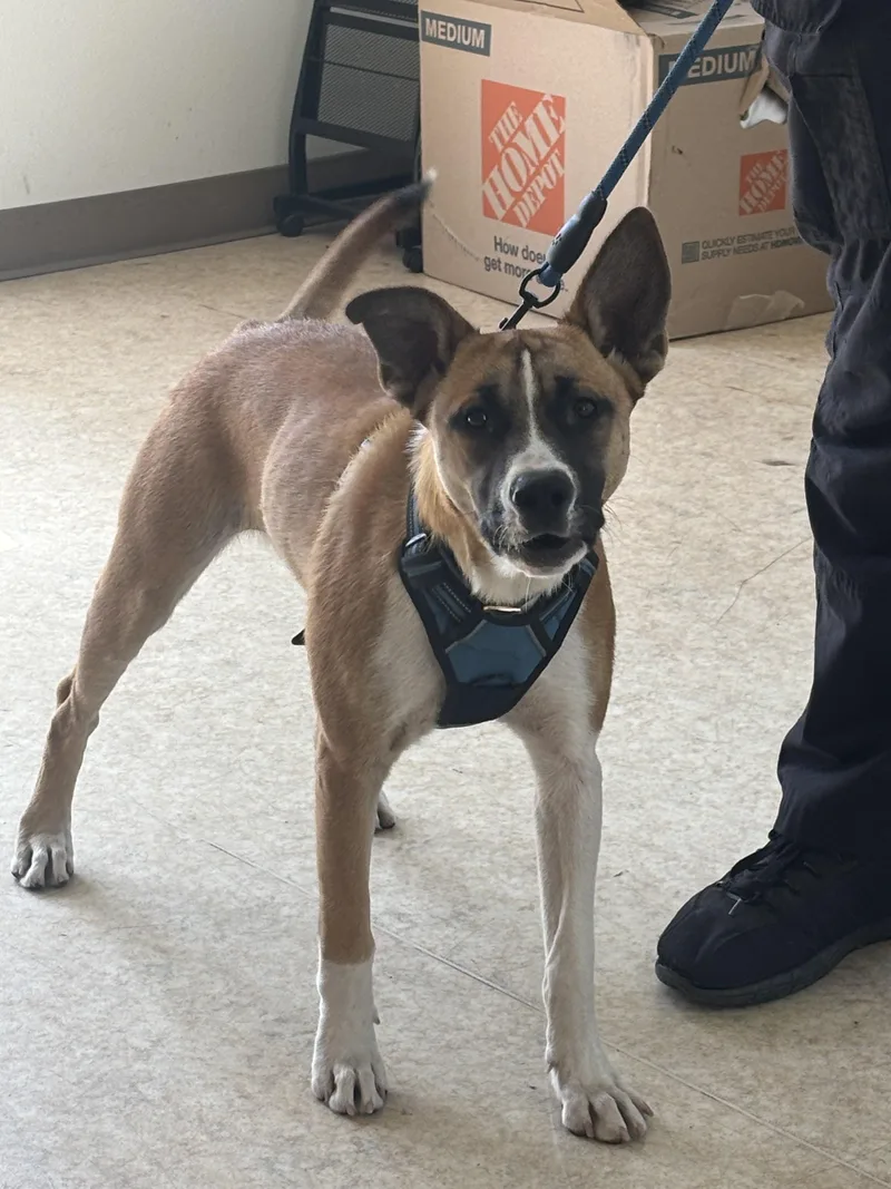 A young large-sized female Belgian Shepherd / Sheepdog dog named Lora for adoption in San Pedro, CA