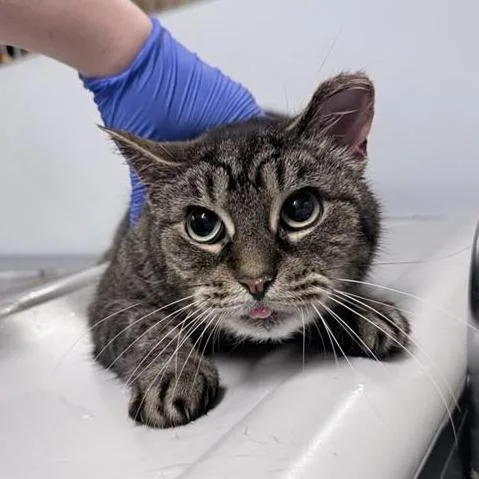 An adult medium-sized female Brown / Chocolate Domestic Short Hair cat named Stubby for adoption in New York, NY