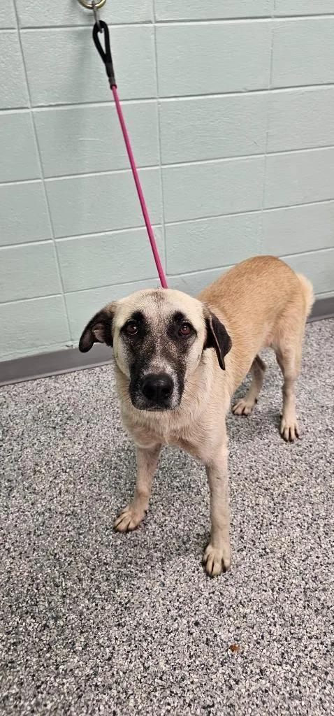 An adult large-sized female Terrier dog named Noodle for adoption in Athens, TN