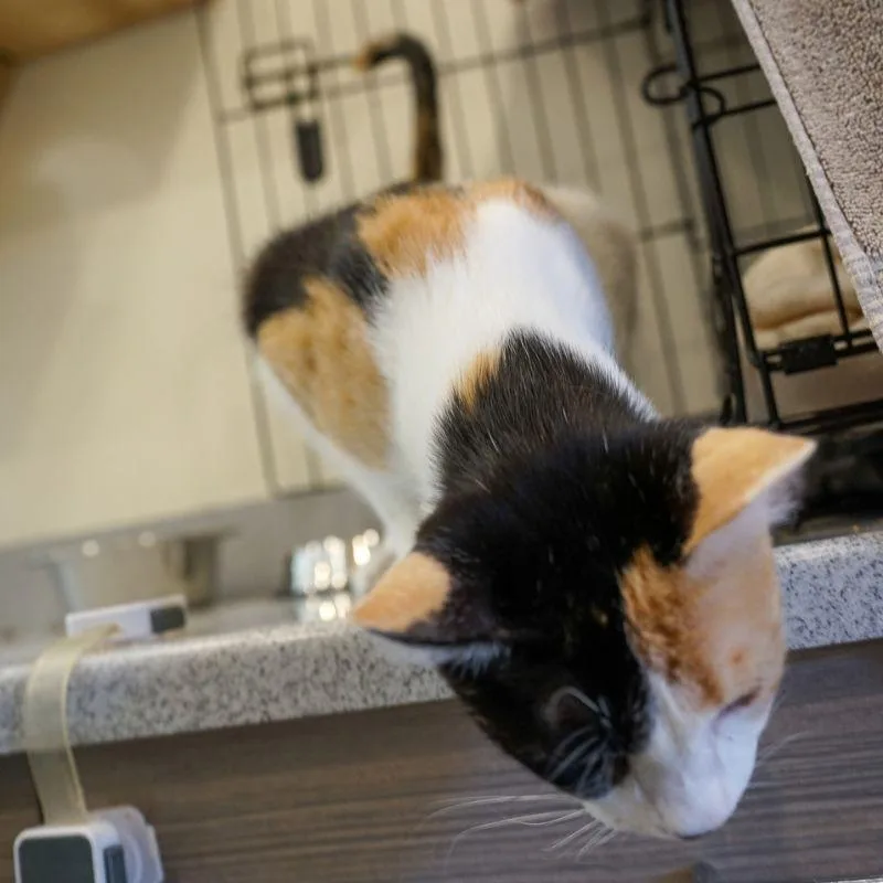 An adult medium-sized female Domestic Short Hair cat named Marmalade for adoption in Jackson, WY