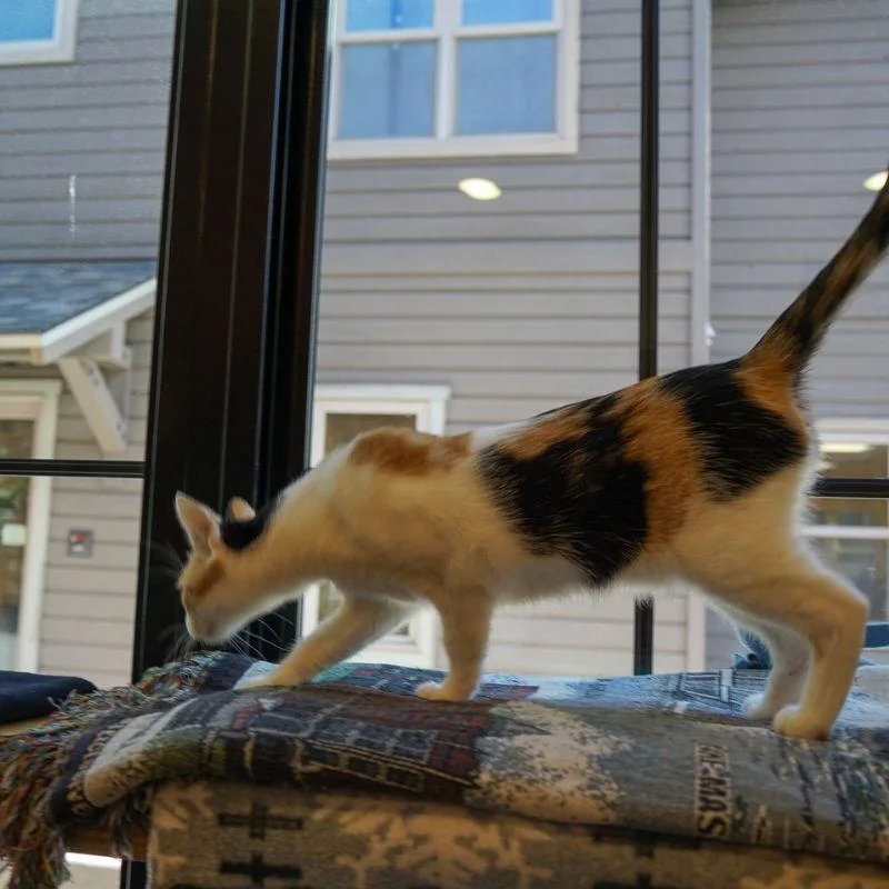 Marmalade thumbnail 2