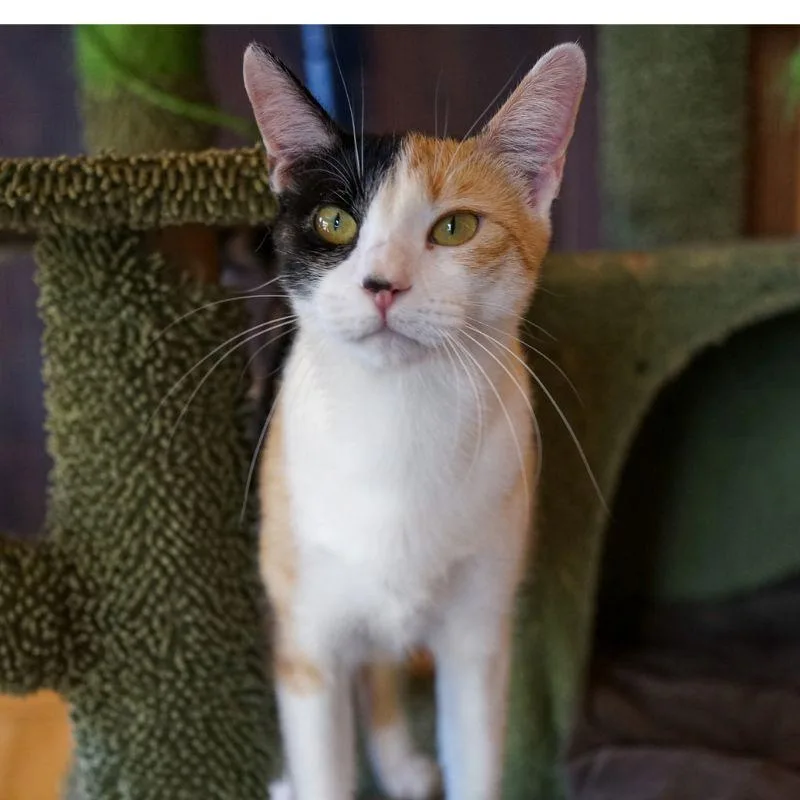 Marmalade thumbnail 3