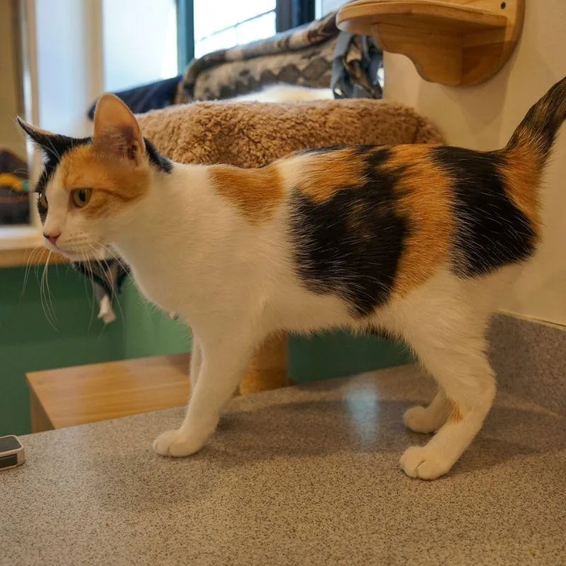 Marmalade thumbnail 5