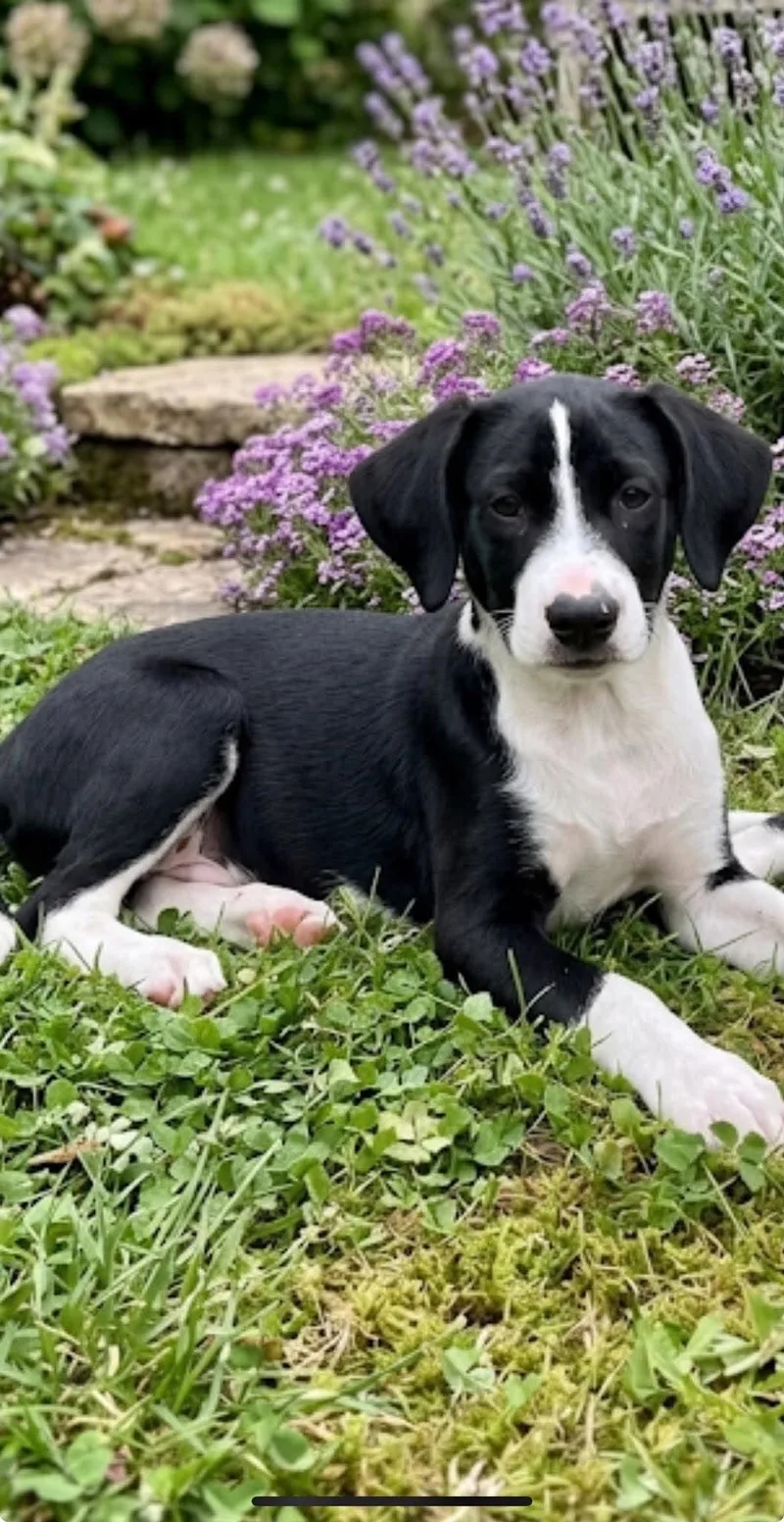 A baby medium-sized male Black Labrador Retriever dog named Rogue for adoption in Pleasant Valley, NY