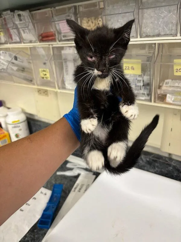A baby small-sized female Black & White / Tuxedo Domestic Short Hair cat named Rosemary for adoption in Woodland, CA