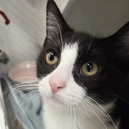 A young small-sized female Domestic Short Hair cat named Angel for adoption in Voorhees, NJ