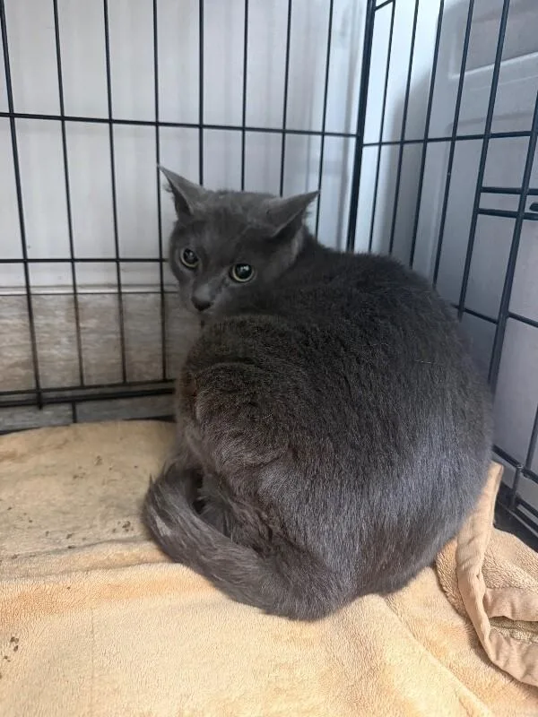 An adult medium-sized male Gray / Blue / Silver Domestic Short Hair cat named Steve for adoption in Osseo, MI