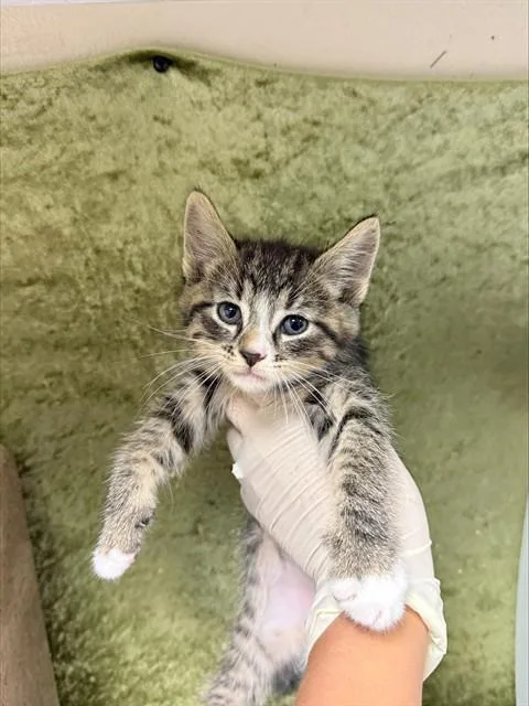 A baby small-sized male Domestic Short Hair cat named Tim for adoption in Riverside, CA