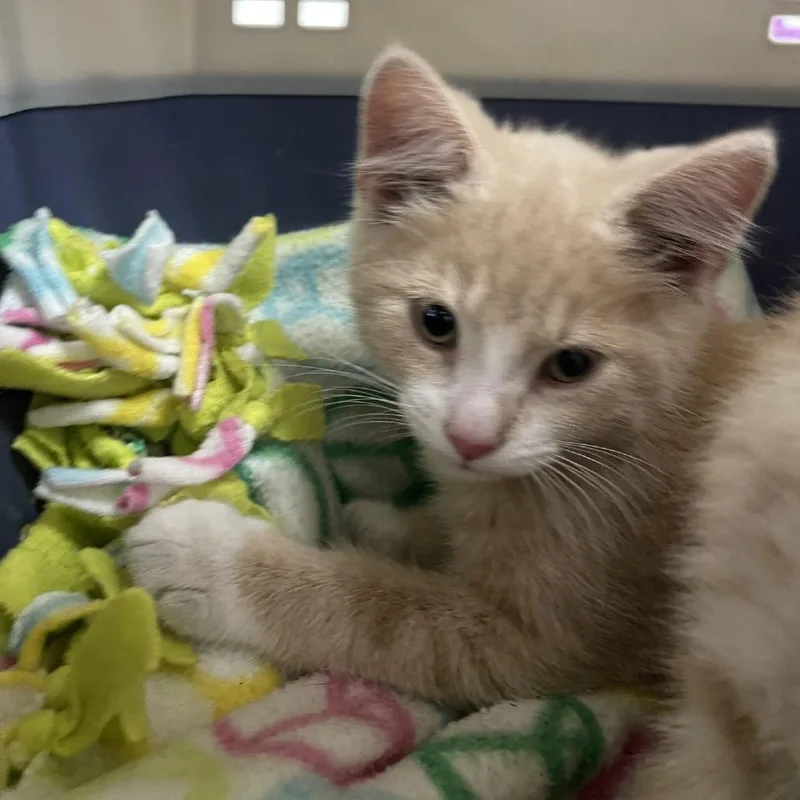 A baby small-sized male Buff / Tan / Fawn Domestic Short Hair cat named Harpo for adoption in Albert Lea, MN
