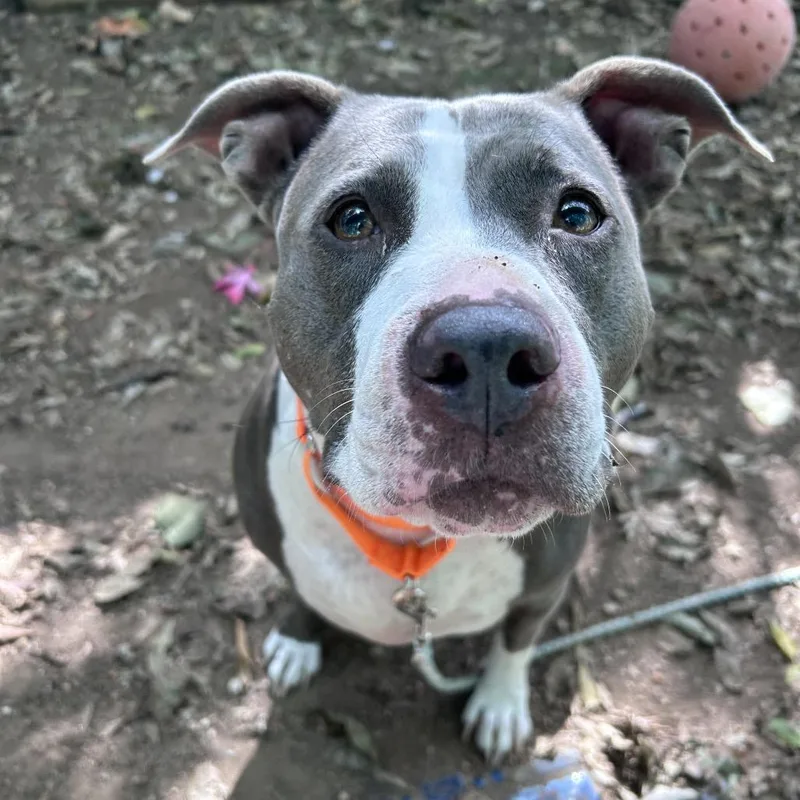 A senior large-sized female Gray / Blue / Silver Pit Bull Terrier dog named Finesse for adoption in Austin, TX