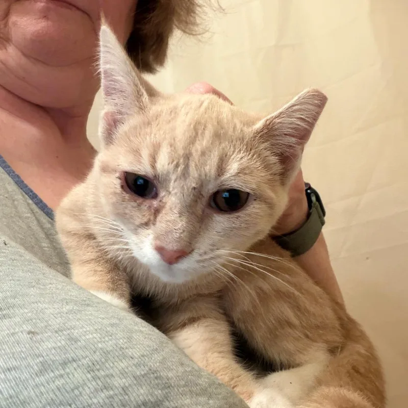 A baby small-sized female Buff / Tan / Fawn Domestic Short Hair cat named Fonzy Willingham for adoption in Woodstock, VA