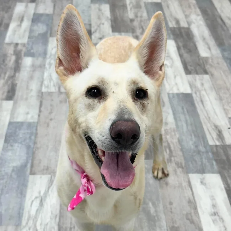 A young medium-sized female German Shepherd Dog dog named Luna Gs for adoption in Allen, TX
