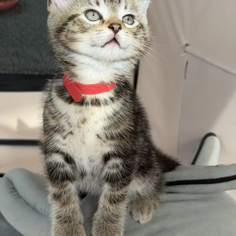 A baby medium-sized male Tabby (Gray / Blue / Silver) Tabby cat named River for adoption in Independence, OH