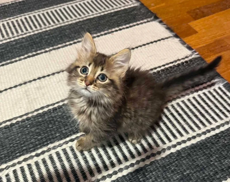 A baby medium-sized male Tabby (Brown / Chocolate) Domestic Long Hair cat named Big Bill for adoption in Saginaw, MI