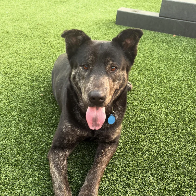 An adult large-sized male Black Shepherd dog named Jeremy Allen White for adoption in Columbia, SC