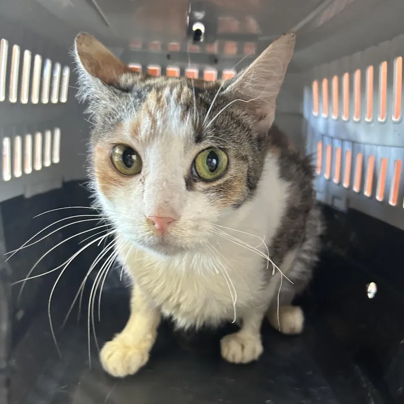 Confetti thumbnail 2