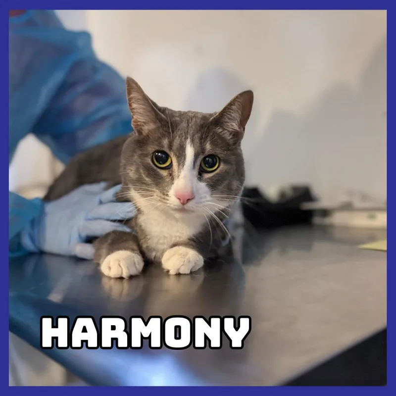 Harmony