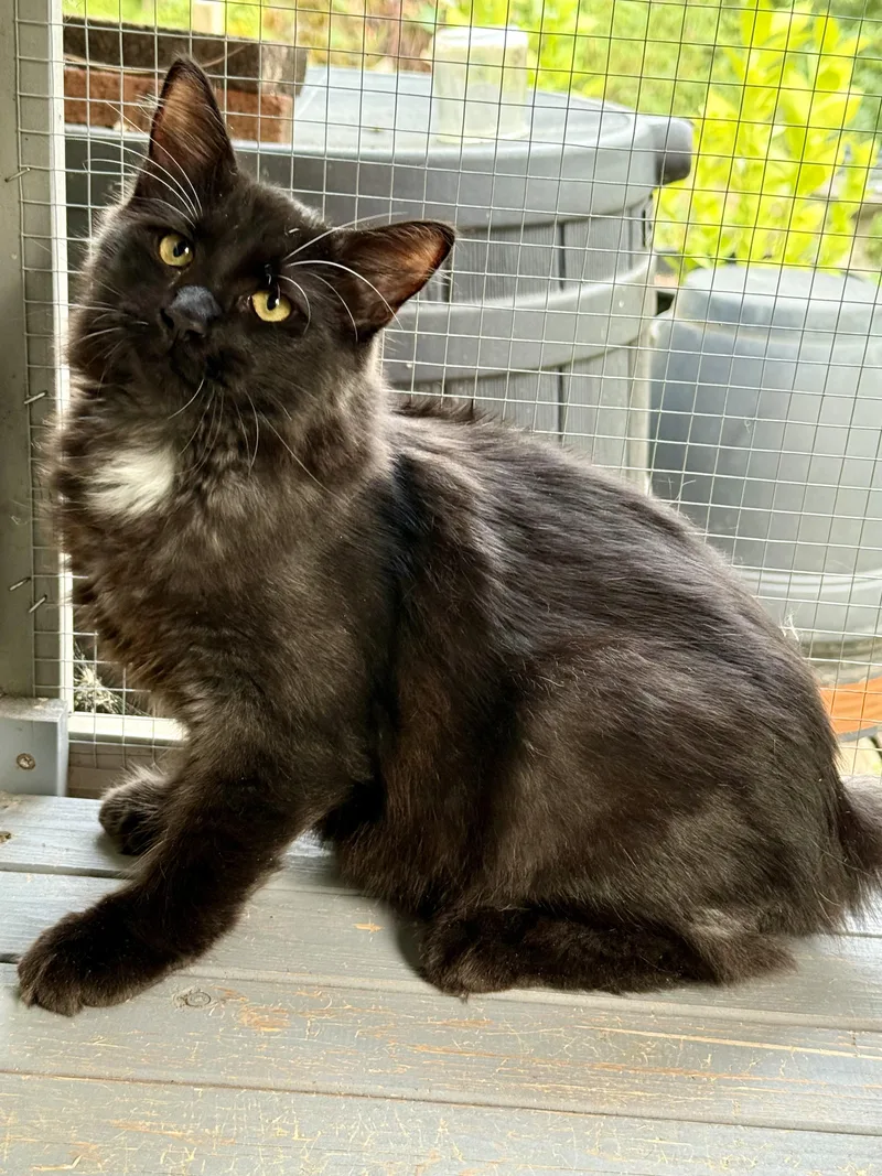A baby medium-sized male Domestic Short Hair cat named Bandit for adoption in Johnson City, TN
