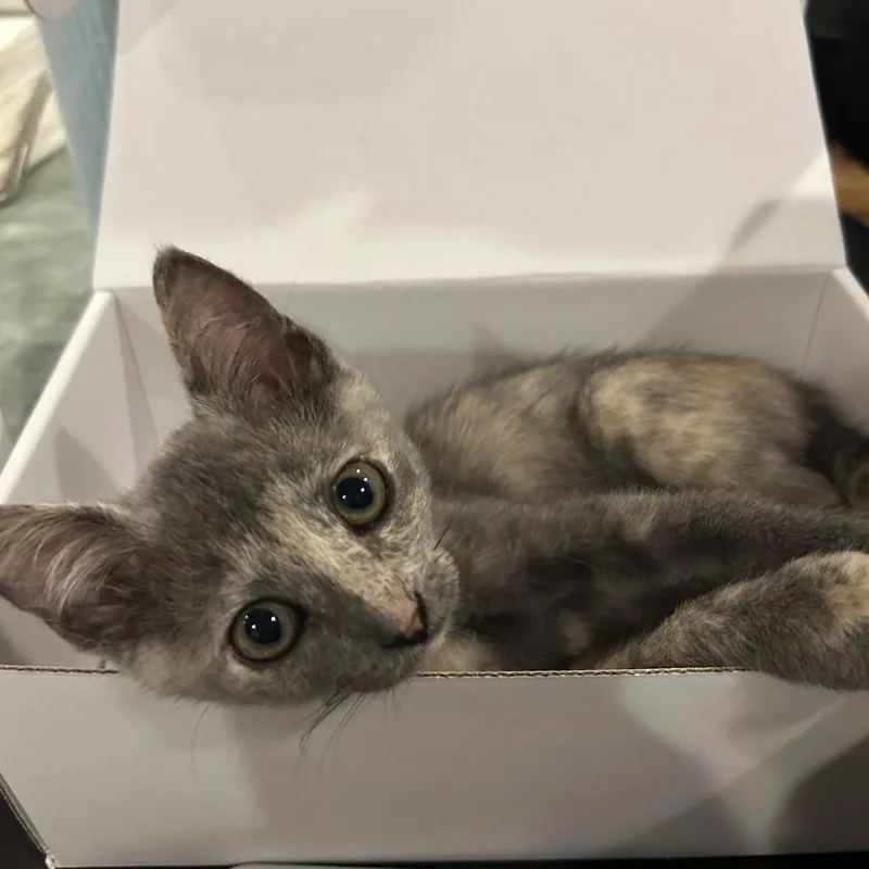 A baby small-sized female Tortoiseshell Domestic Short Hair cat named Pebbles for adoption in Volcano, HI