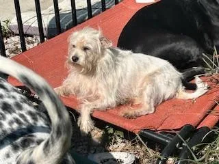 An adult small-sized male White / Cream Shih Tzu dog named Rob Kendall for adoption in Cloverdale, IN