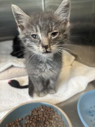 A baby small-sized male Domestic Short Hair cat named Rizz for adoption in Fishers, IN