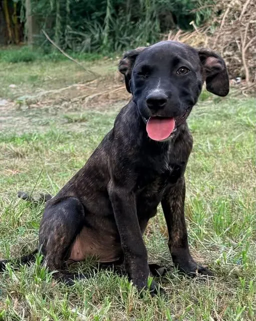 A baby medium-sized female Brindle Pit Bull Terrier dog named Eclair for adoption in Ayden, NC