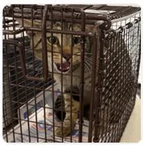 An adult medium-sized male Domestic Short Hair cat named Mr.Biggums for adoption in West Chester, PA