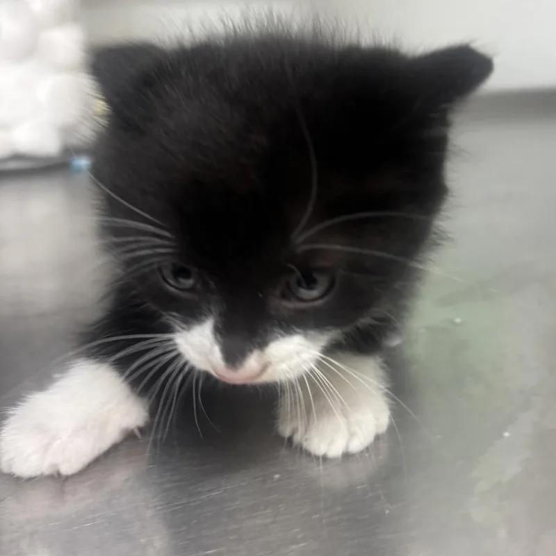 A baby small-sized male Black Domestic Short Hair cat named Trouble for adoption in Point Richmond, CA
