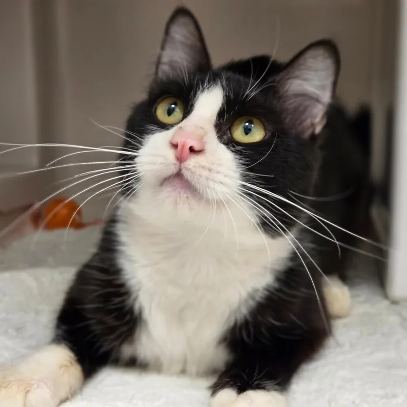 An adult medium-sized male Black Domestic Short Hair cat named Milo for adoption in Sarasota, FL