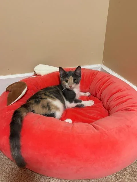 A baby medium-sized female Domestic Short Hair cat named Foxy Precious for adoption in Cincinnati, OH
