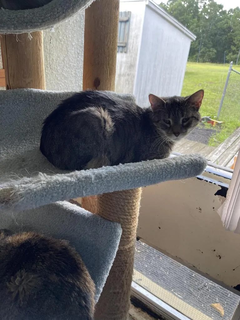 A senior medium-sized female Domestic Short Hair cat named Penelope for adoption in Jim Thorpe, PA