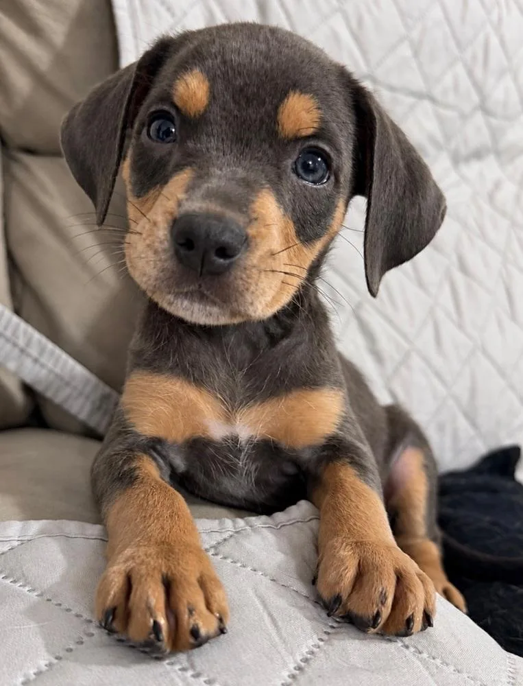 A baby medium-sized female Beagle dog named Cookie for adoption in Greenlawn, NY