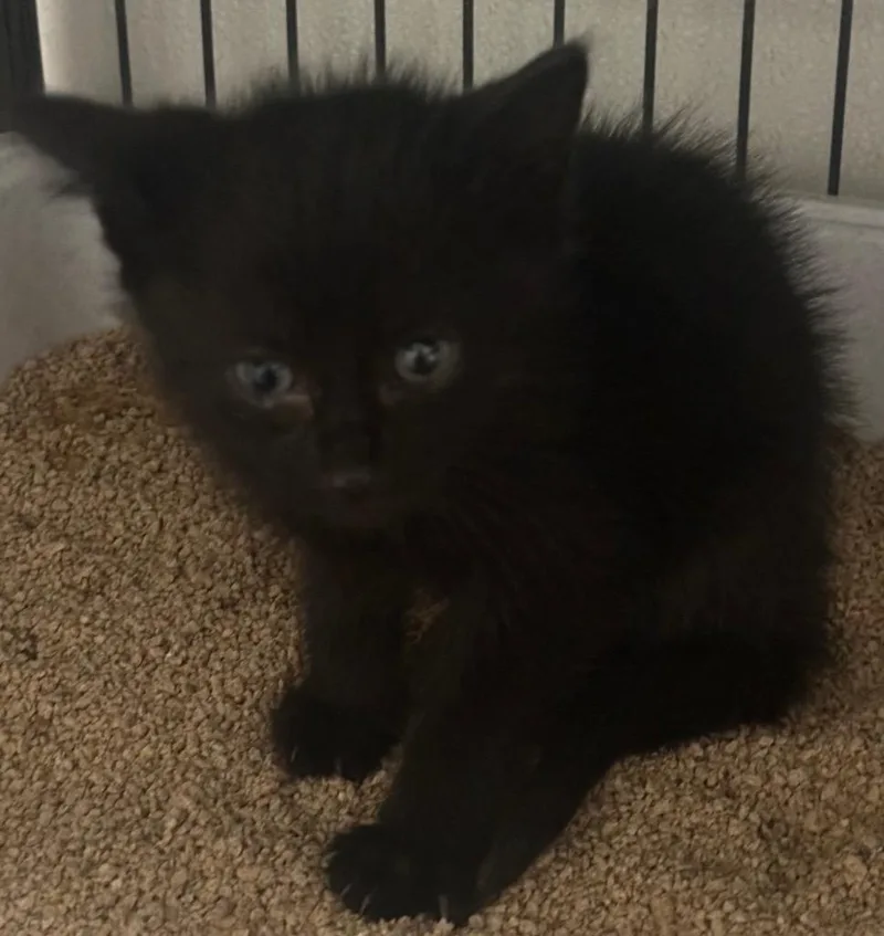 A baby medium-sized male Domestic Short Hair cat named Sallem for adoption in Saginaw, MI