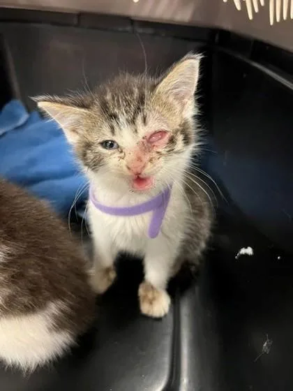 A baby small-sized male Domestic Short Hair cat named Marble for adoption in Gastonia, NC