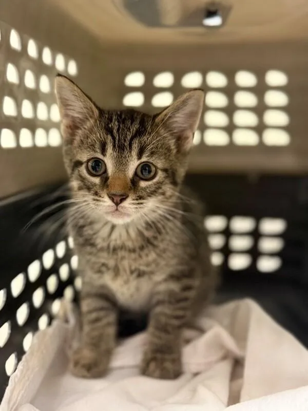 A young medium-sized female Tabby (Brown / Chocolate) Domestic Short Hair cat named Sprout for adoption in Disputanta, VA
