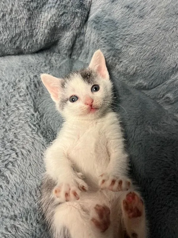 A young medium-sized female Gray / Blue / Silver Domestic Short Hair cat named Parking Lot for adoption in North Babylon, NY