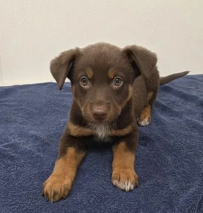 A young medium-sized female Cattle Dog dog named Osita for adoption in Phoenix, AZ