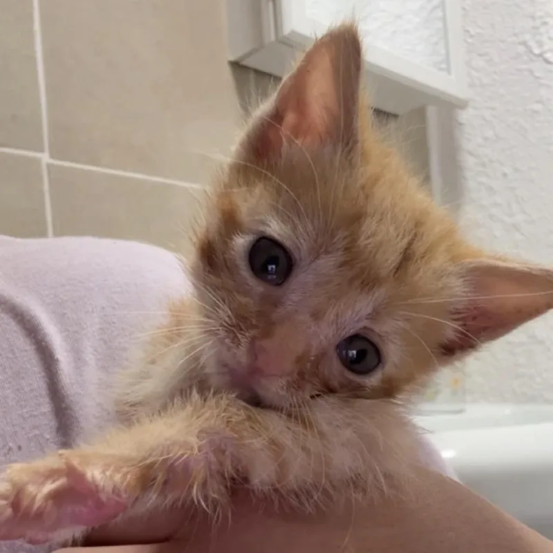 A baby small-sized male Orange / Red Domestic Short Hair cat named Archie for adoption in Los Angeles, CA
